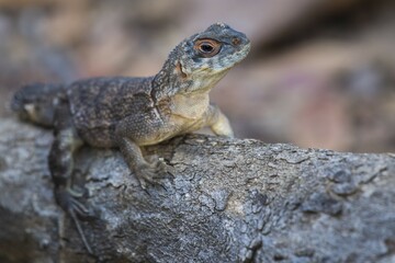 Collared iguanid lizard (Oplurus cuvieri), Kirindy, Madagascar, Africa
