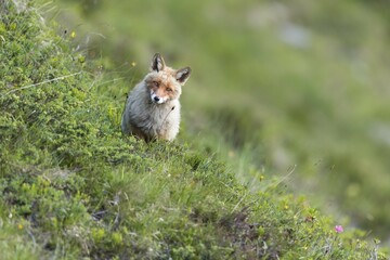 Red fox (Vulpes vulpes) in the mountains, Stubai Valley, Tyrol, Austria, Europe