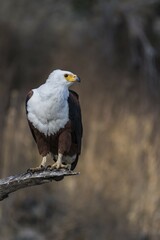 African fish eagle (Haliaeetus vocifer), Chobe National Park, Botswana, Africa