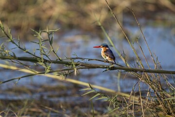 Malachite kingfisher (Corythornis cristata) on branch, Chobe River, Chobe National Park, Botswana, Africa