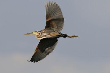Purple Heron (Ardea purpurea)