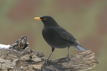 Male blackbird (Turdus merula)