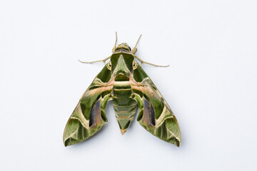 Oleander Hawk-moth butterfly on white background, macro