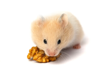 Small hamster eating nuts close up on white background