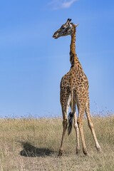 Giraffe (Giraffa camelopardalis), located in the savannah, Masai Mara, Kenya, Africa