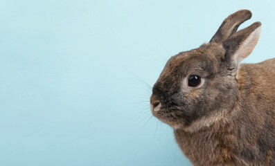 Easter rabbit, holiday in spring, copy space, greeting card, blue colored background