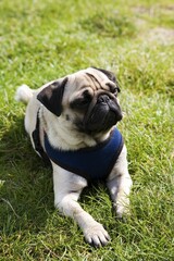 Young pug lying on a meadow