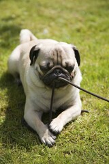 Fototapeta premium Young pug on a meadow, playing with a rope