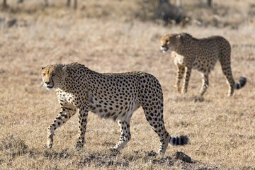 Cheetah (Acinonyx jubatus) walking through dry grass, Ol Pejeta Conservancy, Kenya, Africa