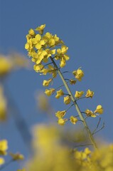 Blooming Rape, North Rhine-Westphalia, Germany (Brassica napus)