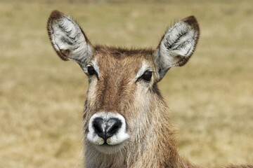 Head of a Waterbuck, Kobus ellipsiprymnus