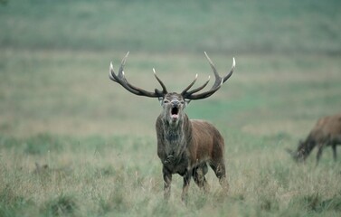 Red Deer, male (Cervus elaphus)