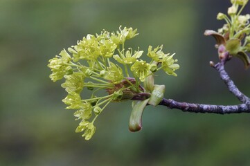 Norway Maple blossom, North Rhine-Westphalia, Germany (Acer platanoides)