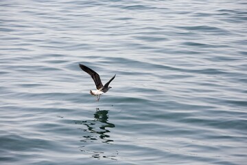 A seagull flying over the water