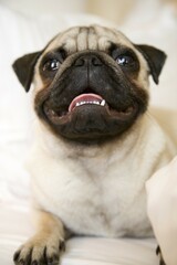 Portrait of a young pug lying on a bed