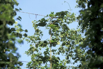 Hop plant