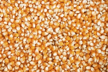 Dried maize grain