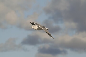 Common Gull (Larus canus)