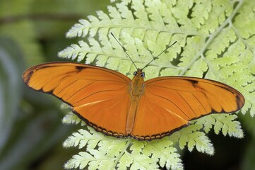 Julia Heliconian Butterfly (Dryas julia)