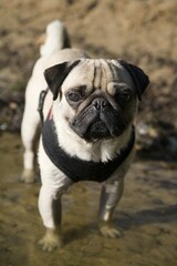 Obraz premium Young pug standing with the legs in the water
