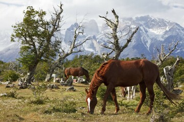 Grazing horses on a green meadow in front of the Cuernos del Paine granite mountains, Torres del Paine National Park, Thyndal, Magallanes and Antártica Chilena Region, Patagonia, Chile, South America, America, South America