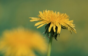 Dandelion (Taraxacum officinale)