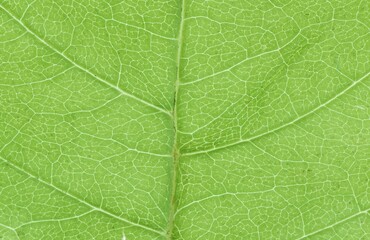 Norway Maple leaf detail, Germany (Acer platanoides)
