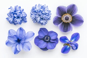 A group of blue flowers arranged on a clean and simple white surface