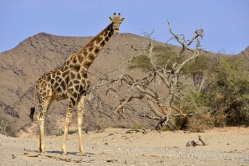 Desert adapted giraffe, Giraffa camelopardalis angolensis, Namib desert, Hoanib River, Kaokoland, Kaokoveld, Kunene regionNamibia, Africa