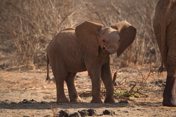Fototapeta premium African Elephant (Loxodonta africana), young, Tsavo East National Park, Kenya, Africa