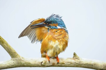 Common kingfisher (Alcedo atthis) in plumage care with extended wing, Spree near Cottbus, State of...