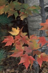 Sugar Maple in autumn, New Hampshire, USA / (Acer saccharum)