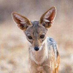 Backed jackal (Canis mesomelas), portrait, Samburu National Reserve, Kenya, Africa