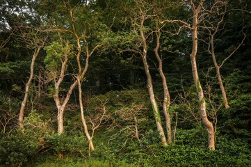 Coastal forest, beech (Fagus sylvatica), Jasmund National Park, Jasmund peninsula, Rügen Island,...