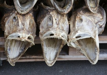 Dried heads from Atlantic cod (Gadus morhua), Lofoten, Norway, Europe