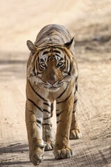 Bengal Tiger, royal Bengal tiger (Panthera tigris tigris), running on road, Ranthambore National Park, Rajasthan, India, Asia