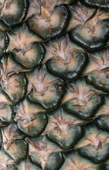Fototapeta premium Pineapple fruit (Ananas comosus)