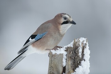 Eurasian jay (Garrulus glandarius), sits on wooden pole with snow, Stubai Valley, Tyrol, Austria, Europe