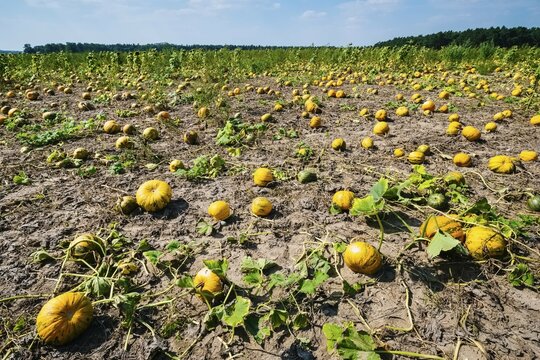 Pumpkin field with edible pumpkins in Zauchwitz, Brandenburg, Germany, Europe