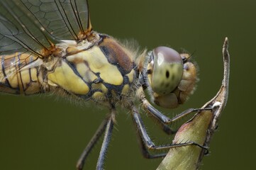 Vagrant Sympetrum, female, North Rhine-Westphalia, Germany (Sympetrum vulgatum)