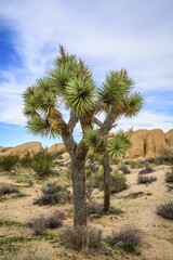 Obraz premium Joshua Tree (Yucca brevifolia), Desert Landscape, Arch Rock Nature Trail, White Tank Campground, National Park, Palm Desert, California, USA, North America