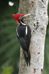 Lineated woodpecker (Dryocopus lineatus), Corozal District, Belize, Central America