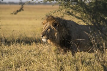 Lion (Panthera leo), male, Chobe National Park, Botswana, Africa