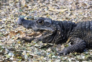 Dwarf Crocodile (Osteolaemus tetraspis) captive, The Madras Crocodile Bank Trust and Centre for Herpetology near Chennai, Tamil Nadu, South India, India, Asia