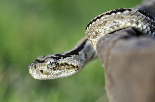Lethal tropical rattlesnake (crotalus durissus) with strong hemotoxic venom, Corozal District, Belize, Central america, Central America