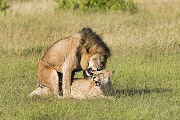Lions (Panthera leo), mating pair, Masai Mara, Narok County, Kenya, Africa