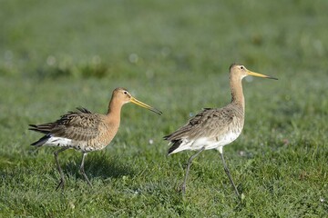 Black-tailed Godwits (Limosa limosa), displaying, Texel, West Frisian Islands, province of North Holland, The Netherlands, Europe