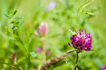 close up of clover flower in meadow