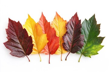 A collection of variously colored leaves on a clean white surface