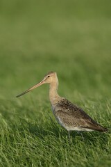 Black-tailed Godwit (Limosa limosa), Texel, The Netherlands, Europe